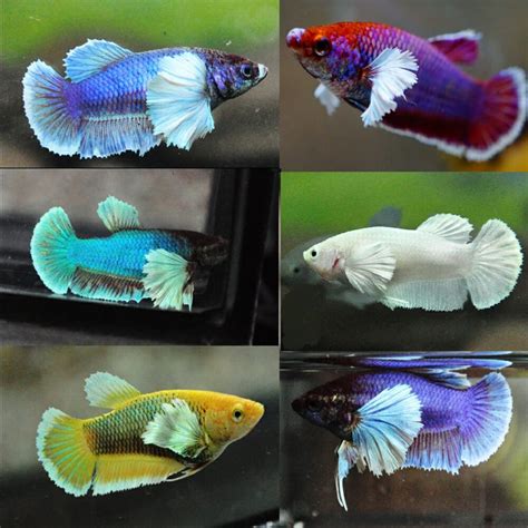 betta fish for sale australia|Fighting Fish (Bettas) – Aquarium Central.